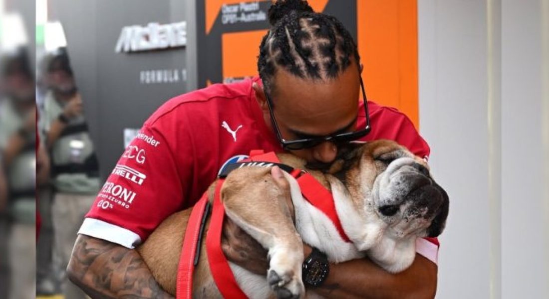 Paddock la mascota de Lewis Hamilton RUSHTERS